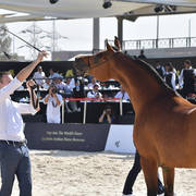 Senior Straight Egyptian Stallions Silver Champion: Imperial Baareq (Imperial Baarez X Imperial Karmah) 