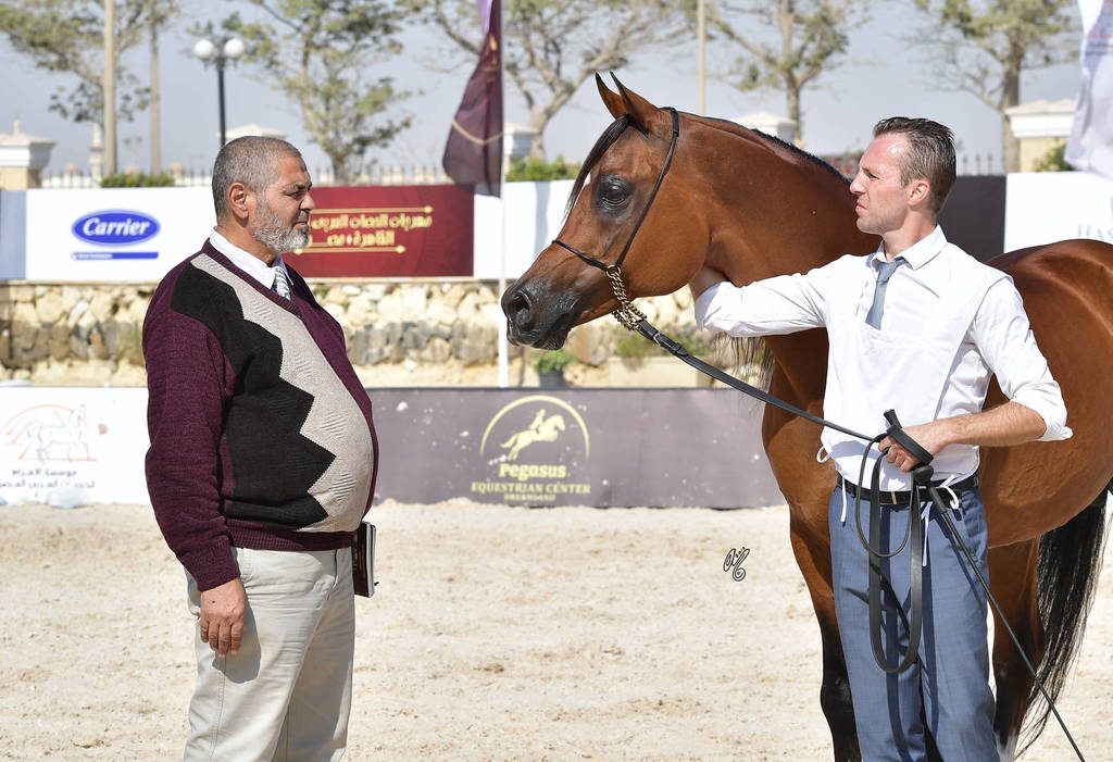 Senior Straight Egyptian Stallions Silver Champion: Imperial Baareq (Imperial Baarez X Imperial Karmah) 