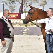 Senior Straight Egyptian Stallions Silver Champion: Imperial Baareq (Imperial Baarez X Imperial Karmah) 