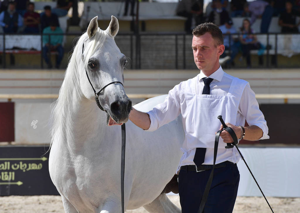 Senior Straight Egyptian Stallions Bronze Champion: Haytham Albadeia (Simeon Sharav X Galagel Albadeia)