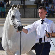 Senior Straight Egyptian Stallions Bronze Champion: Haytham Albadeia (Simeon Sharav X Galagel Albadeia)