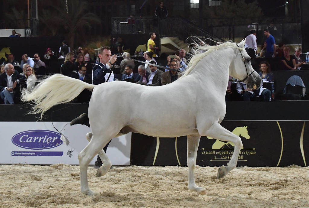 Senior Straight Egyptian Stallions Bronze Champion: Haytham Albadeia (Simeon Sharav X Galagel Albadeia)