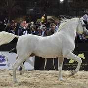 Senior Straight Egyptian Stallions Bronze Champion: Haytham Albadeia (Simeon Sharav X Galagel Albadeia)