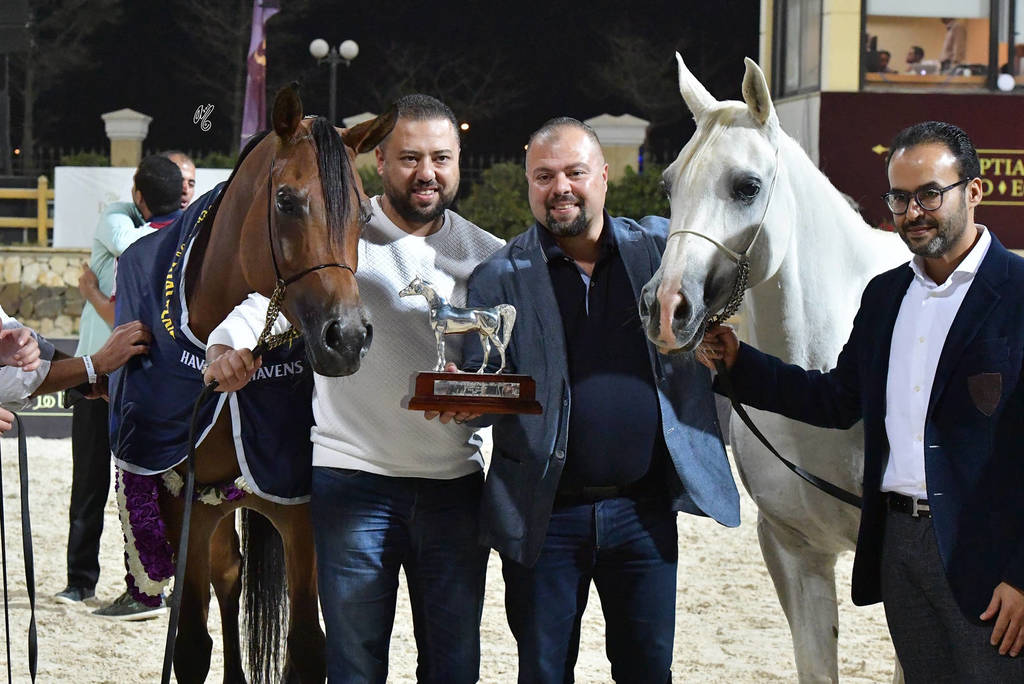 Senior Straight Egyptian Champion Mares: Sherouk El Farida and Dalia KA 