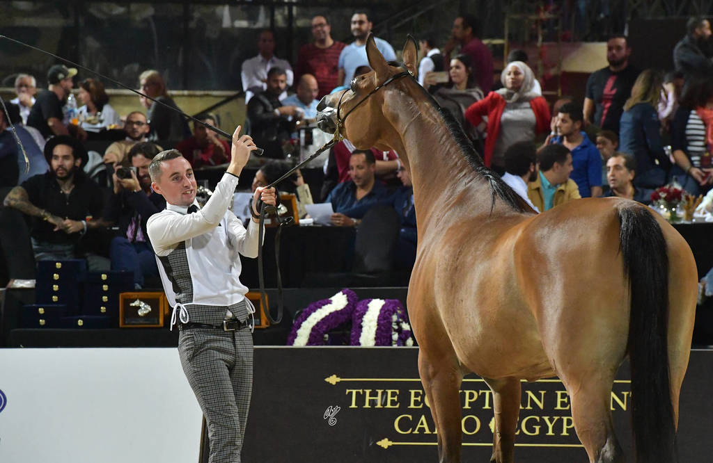 Senior Straight Egyptian Mares Gold Champion: Sherouk El Farida (Amaar Al Rayyan X MB Mazaraa)  