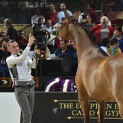 Senior Straight Egyptian Mares Gold Champion: Sherouk El Farida (Amaar Al Rayyan X MB Mazaraa)  