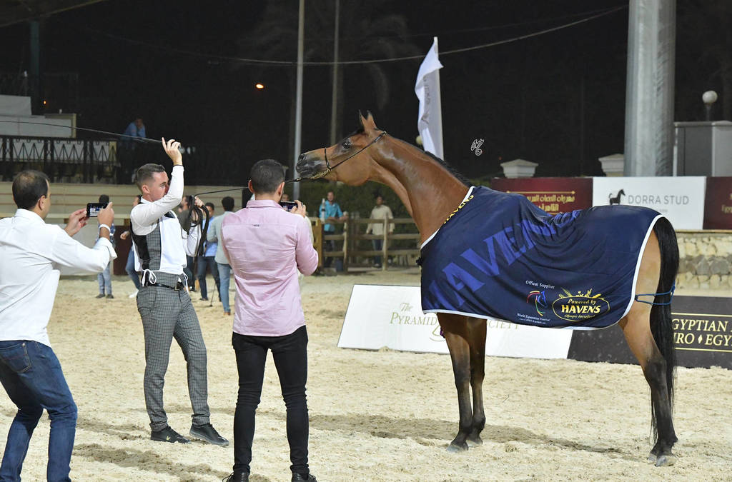 Senior Straight Egyptian Mares Gold Champion: Sherouk El Farida (Amaar Al Rayyan X MB Mazaraa)  