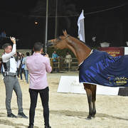 Senior Straight Egyptian Mares Gold Champion: Sherouk El Farida (Amaar Al Rayyan X MB Mazaraa)  