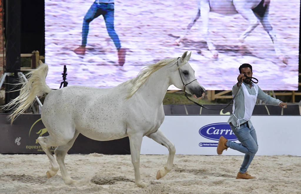 Senior Straight Egyptian Mares Silver Champion: Konouz Zad (Anubis Ra Al Qusar X Kamilia Sakr) 