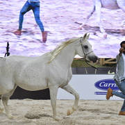 Senior Straight Egyptian Mares Silver Champion: Konouz Zad (Anubis Ra Al Qusar X Kamilia Sakr) 