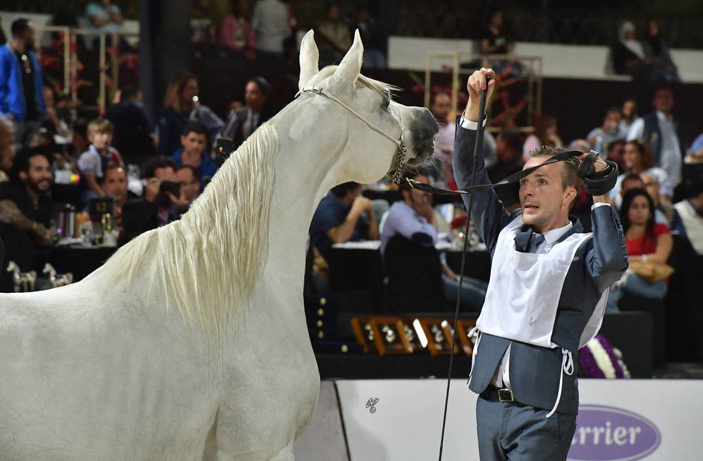 Senior Straight Egyptian Mares Bronze Champion: : Dalia KA (Marqius I X Georgia KA) 