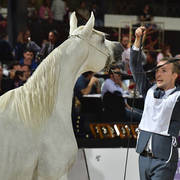 Senior Straight Egyptian Mares Bronze Champion: : Dalia KA (Marqius I X Georgia KA) 