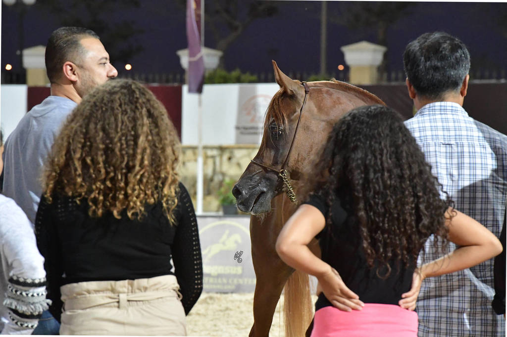 Straight Egyptian Stallions Gold Champion: Kareem El Farida (Abha Kareem X Beluis El   Farida) 