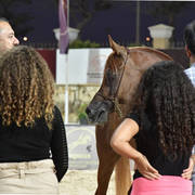 Straight Egyptian Stallions Gold Champion: Kareem El Farida (Abha Kareem X Beluis El   Farida) 