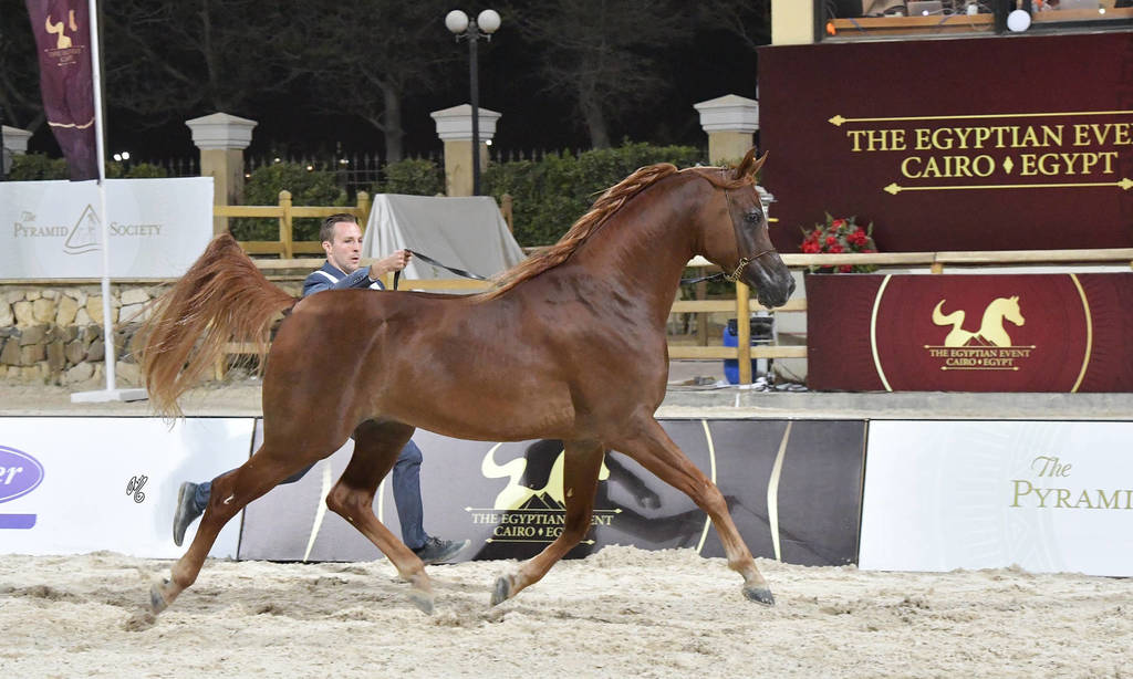 Straight Egyptian Stallions Gold Champion: Kareem El Farida (Abha Kareem X Beluis El   Farida) 