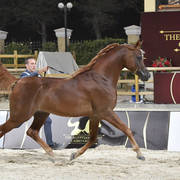 Straight Egyptian Stallions Gold Champion: Kareem El Farida (Abha Kareem X Beluis El   Farida) 