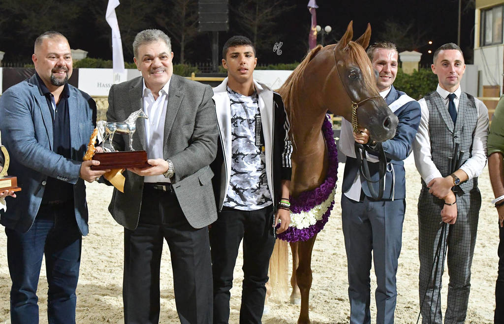 Straight Egyptian Stallions Gold Champion: Kareem El Farida (Abha Kareem X Beluis El   Farida) 