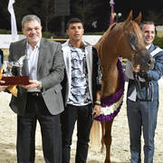 Straight Egyptian Stallions Gold Champion: Kareem El Farida (Abha Kareem X Beluis El   Farida) 