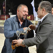 Straight Egyptian Stallions Gold Champion: Kareem El Farida (Abha Kareem X Beluis El   Farida) 