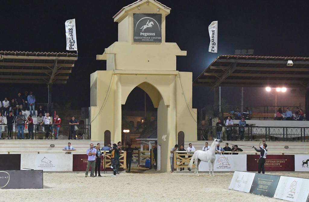 Straight Egyptian Stallions Silver  Champion: Al Pasha Oony (Ezz Ezzain X Menat Allah Oony) 