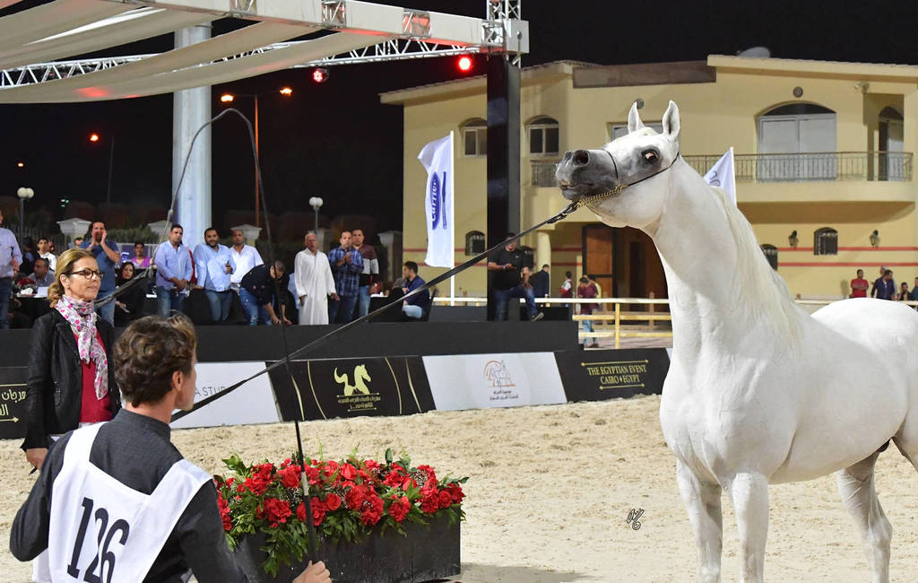 Straight Egyptian Stallions Silver  Champion: Al Pasha Oony (Ezz Ezzain X Menat Allah Oony) 