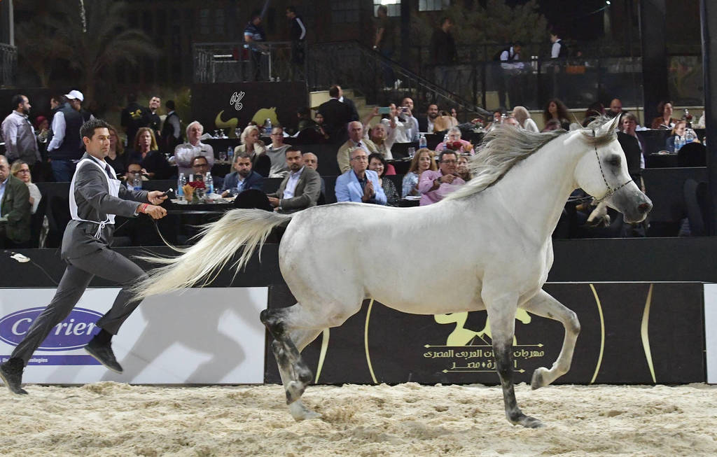 Straight Egyptian Stallions Bronze Champion: Mohanad Badrawi (Safir Badrawi X Kamar Badrawi) 