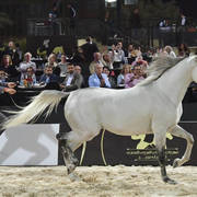 Straight Egyptian Stallions Bronze Champion: Mohanad Badrawi (Safir Badrawi X Kamar Badrawi) 