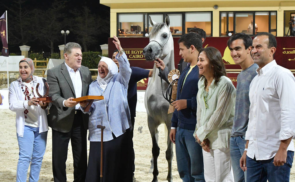 Straight Egyptian Stallions Bronze Champion: Mohanad Badrawi (Safir Badrawi X Kamar Badrawi) 