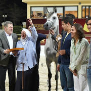 Straight Egyptian Stallions Bronze Champion: Mohanad Badrawi (Safir Badrawi X Kamar Badrawi) 