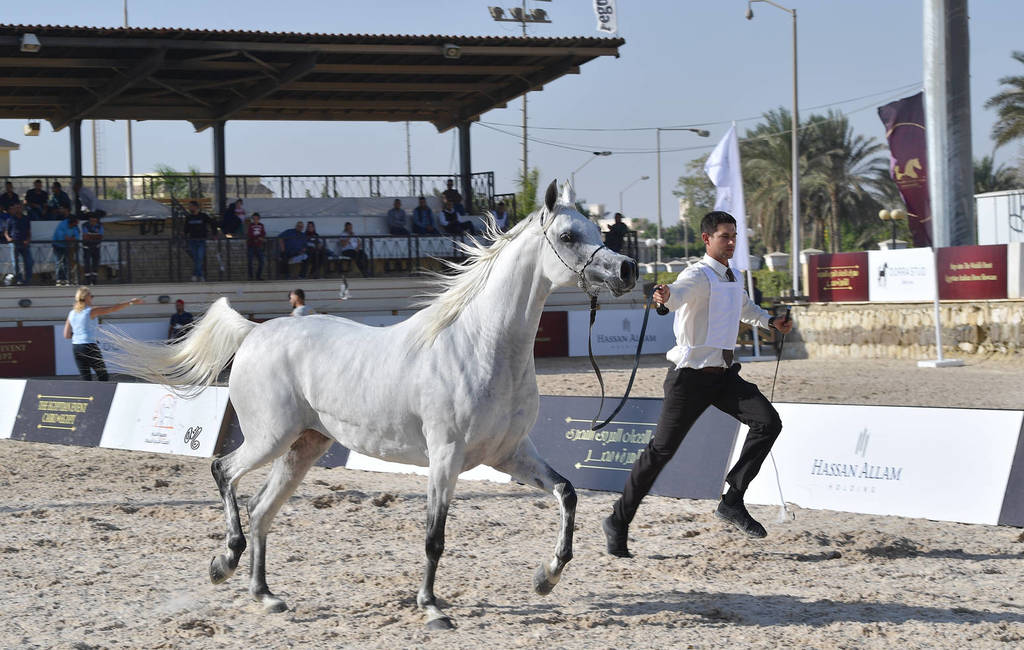 Straight Egyptian Mares Gold Champion: Safira Badrawi (Murtajeb Al Nakeeb X Nefisa Badrawi) 