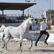 Straight Egyptian Mares Gold Champion: Safira Badrawi (Murtajeb Al Nakeeb X Nefisa Badrawi) 