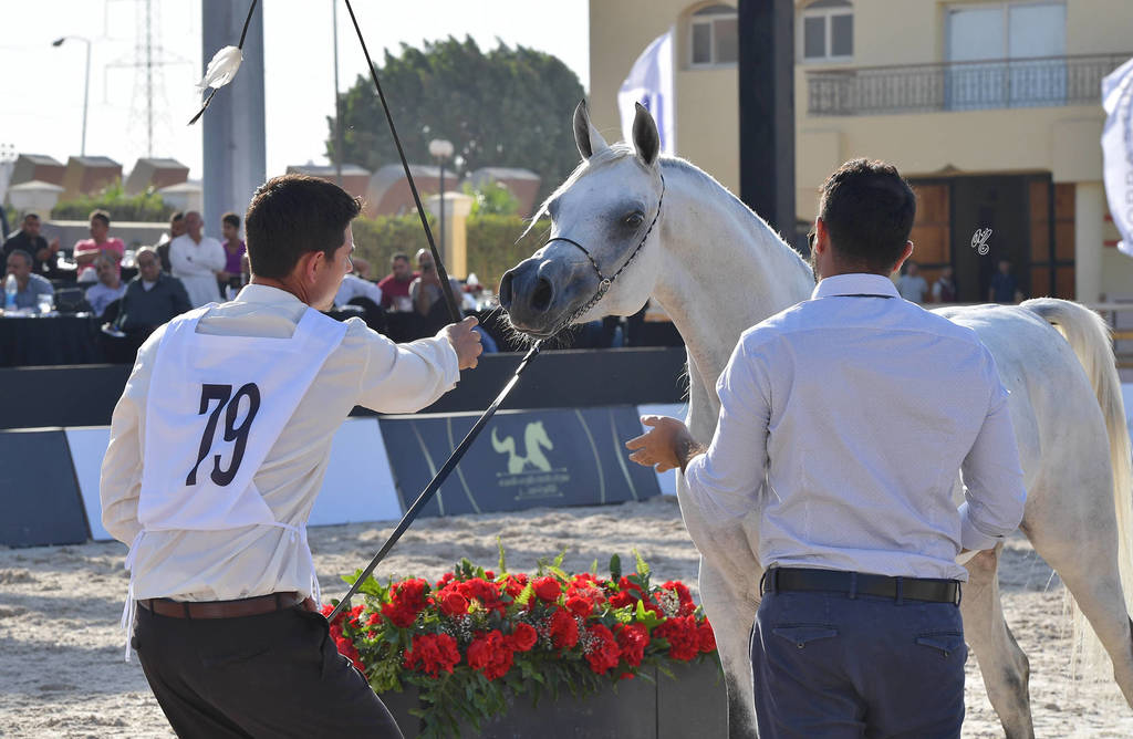 Straight Egyptian Mares Gold Champion: Safira Badrawi (Murtajeb Al Nakeeb X Nefisa Badrawi) 