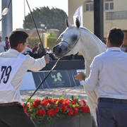 Straight Egyptian Mares Gold Champion: Safira Badrawi (Murtajeb Al Nakeeb X Nefisa Badrawi) 