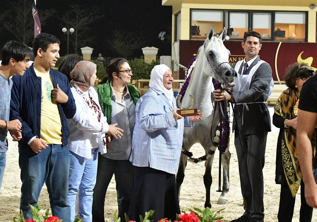 Straight Egyptian Mares Gold Champion: Safira Badrawi (Murtajeb Al Nakeeb X Nefisa Badrawi) 