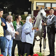 Straight Egyptian Mares Gold Champion: Safira Badrawi (Murtajeb Al Nakeeb X Nefisa Badrawi) 