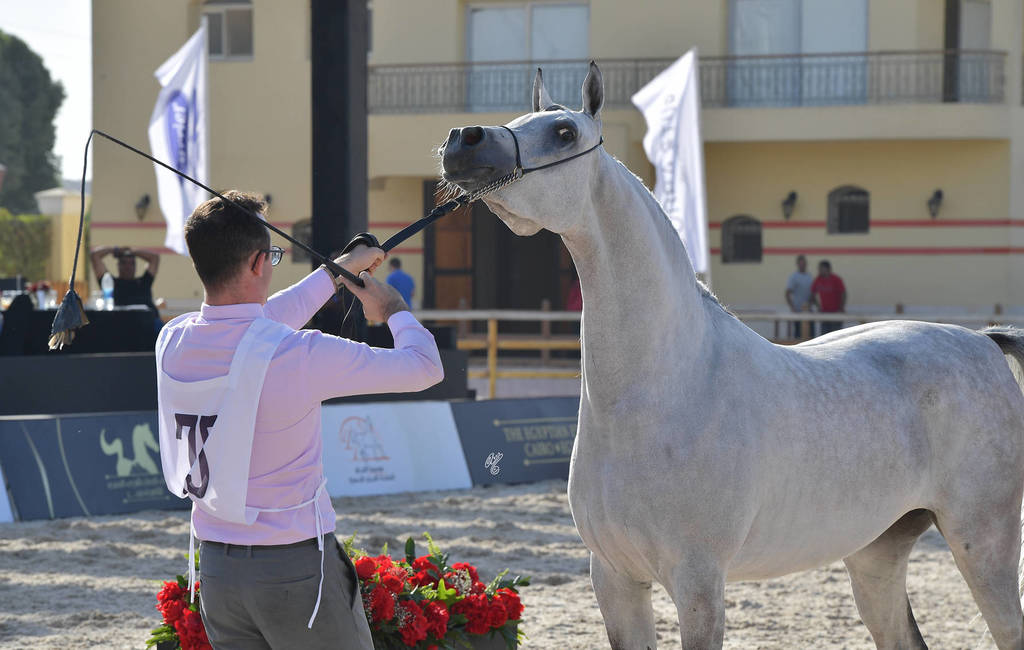Straight Egyptian Mares Silver Champion: Hala Al Baydaa (Jamil Al Rayyan X Gawaher Al Baydaa) 