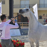 Straight Egyptian Mares Silver Champion: Hala Al Baydaa (Jamil Al Rayyan X Gawaher Al Baydaa) 