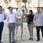 Straight Egyptian Mares Bronze Champion: Naqham Al Baydaa (Jamil Al Rayyan X Magda Sakr) 