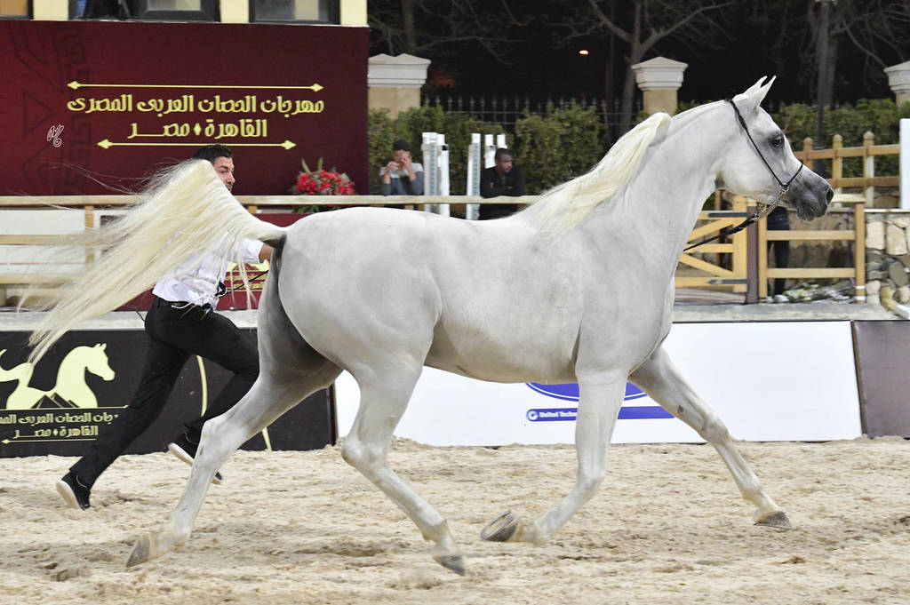 Straight Egyptian Mares Bronze Champion: Naqham Al Baydaa (Jamil Al Rayyan X Magda Sakr) 