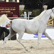Straight Egyptian Mares Bronze Champion: Naqham Al Baydaa (Jamil Al Rayyan X Magda Sakr) 