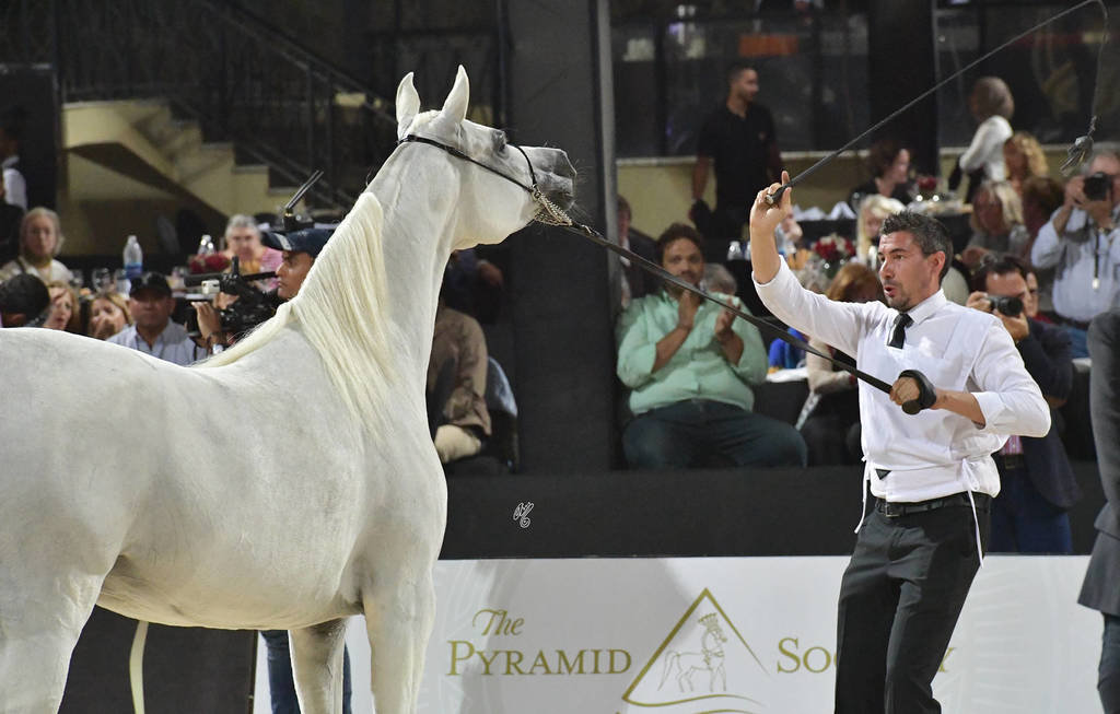 Straight Egyptian Mares Bronze Champion: Naqham Al Baydaa (Jamil Al Rayyan X Magda Sakr) 