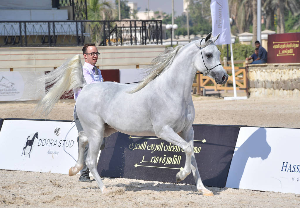 Straight Egyptian Junior Colts Gold Champion: Nayel Al Baydaa (Moez Al Baydaa X Noor Al Baydaa) 