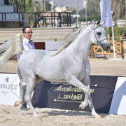 Straight Egyptian Junior Colts Gold Champion: Nayel Al Baydaa (Moez Al Baydaa X Noor Al Baydaa) 