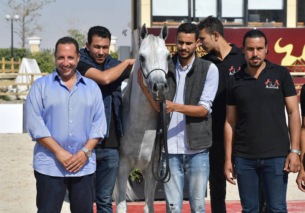 Straight Egyptian Junior Colts Gold Champion: Nayel Al Baydaa (Moez Al Baydaa X Noor Al Baydaa) 