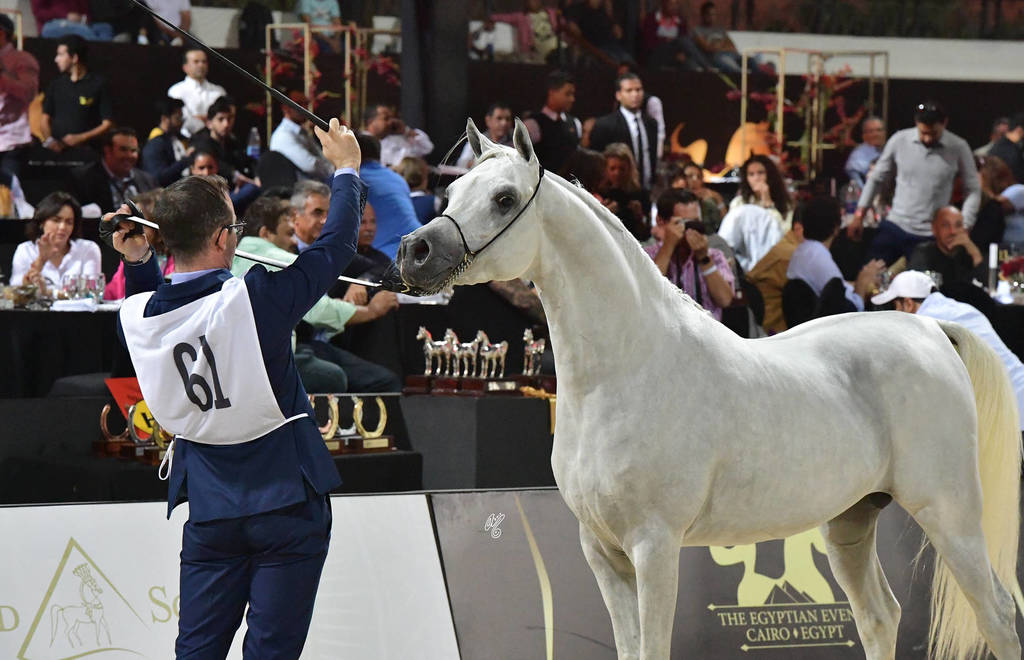 Straight Egyptian Junior Colts Gold Champion: Nayel Al Baydaa (Moez Al Baydaa X Noor Al Baydaa) 