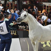 Straight Egyptian Junior Colts Gold Champion: Nayel Al Baydaa (Moez Al Baydaa X Noor Al Baydaa) 