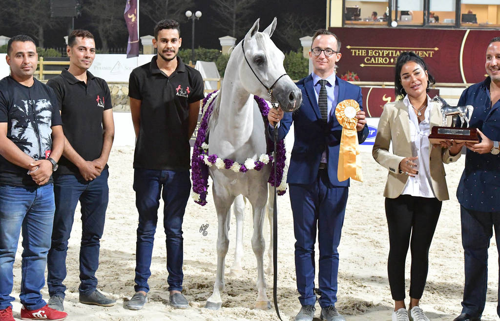 Straight Egyptian Junior Colts Gold Champion: Nayel Al Baydaa (Moez Al Baydaa X Noor Al Baydaa) 