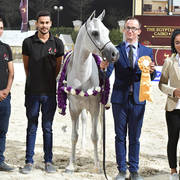 Straight Egyptian Junior Colts Gold Champion: Nayel Al Baydaa (Moez Al Baydaa X Noor Al Baydaa) 