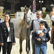 Straight Egyptian Junior Colts Silver Champion: Safwan Al Baydaa (Kasem Sakr X Sodfa El Gabry) 