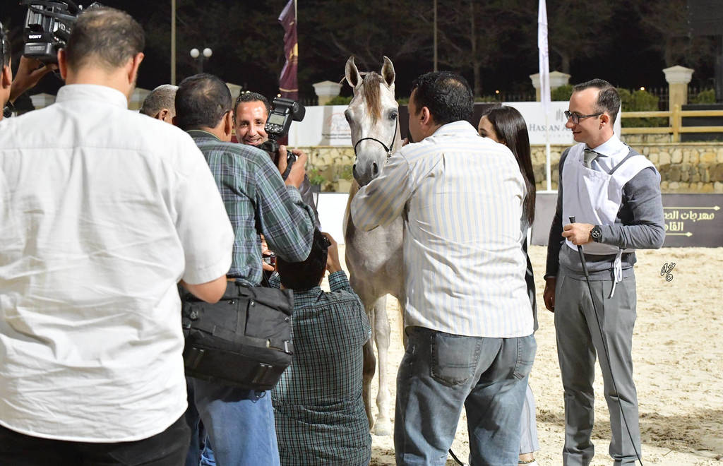 Straight Egyptian Junior Colts Silver Champion: Safwan Al Baydaa (Kasem Sakr X Sodfa El Gabry) 